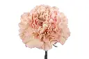 Clavel-Capricho-1000x667.webp