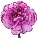 Large-Carnation-Royal-Damascus-Purple-Lilac-1-300x300.webp