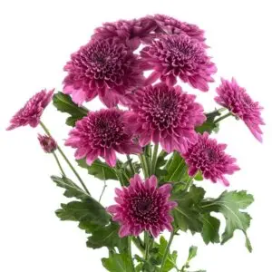 Brazuca-Chrysanthemums-2-300x300.webp