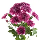 Brazuca-Chrysanthemums-2-300x300.webp