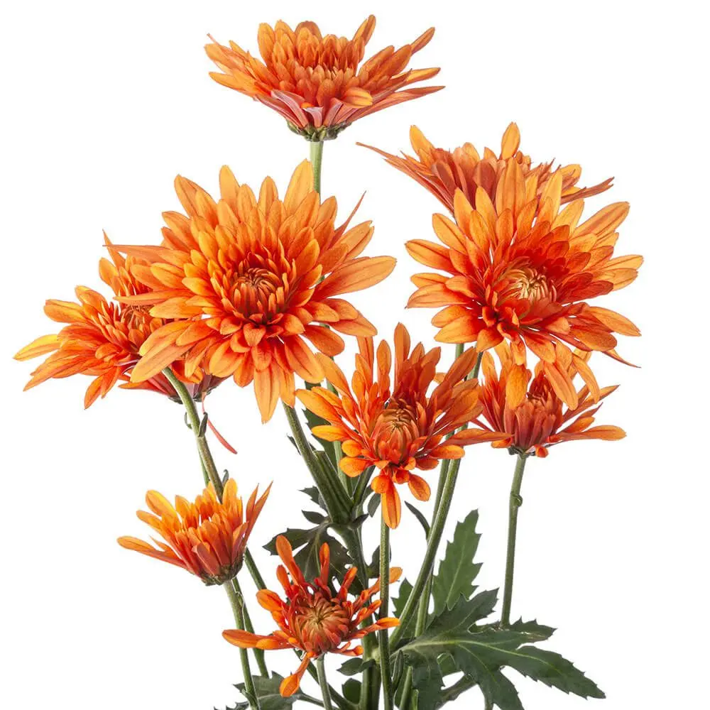 COPPER-1.webp