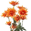 COPPER-1.webp