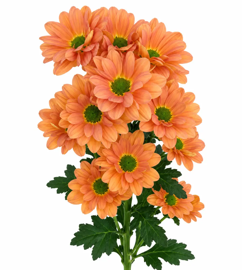 ChatGPT Image Sep 19, 2026, 12_44_03 PM.webp