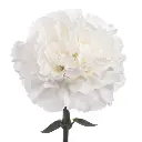 White-w-Stem-1.webp