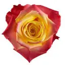 hot-sauce-rose-1-500x500.webp
