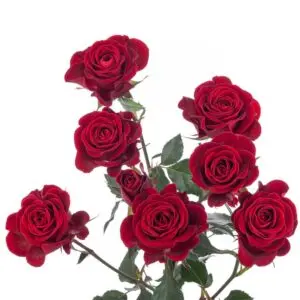 spray-rose-verona-w-stem-300x300.webp