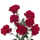 spray-rose-verona-w-stem-300x300.webp
