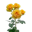 BRILLIANTSTARSLEO_X.webp