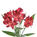 NATALIA-oqtw9qxu6mh4zld7lk2qjybh0h0th0w9pi9rwqla8g.webp
