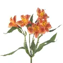 ORANGE-QUEEN-1-oqtw9qxu6mh4zld7lk2qjybh0h0th0w9pi9rwqla8g.webp
