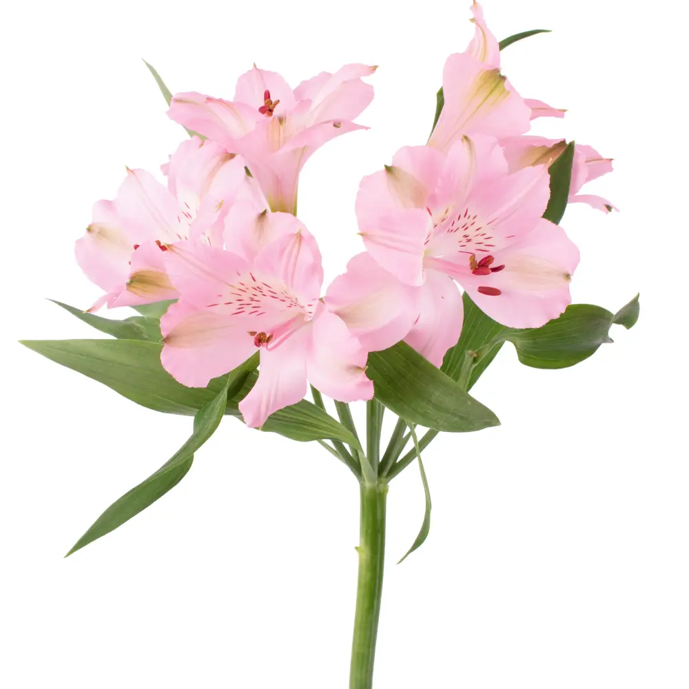 Alstroemeria-STEPHANIE-PKfrontal-r768x6mxwlk540oekvjkwvfcadox8pvbdsqrh2dhqo.webp