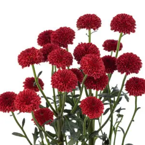 micro-pom-candy-crush-red-w-stem-300x300.webp