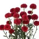micro-pom-candy-crush-red-w-stem-300x300.webp