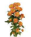 REESES-MICROPOM-BZ-CSA020-frontal-1980x2376.webp
