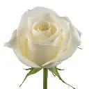 SUGAR-DOLL-1-oqtw9qxu6mh4zld7lk2qjybh0h0th0w9pi9rwqla8g.webp