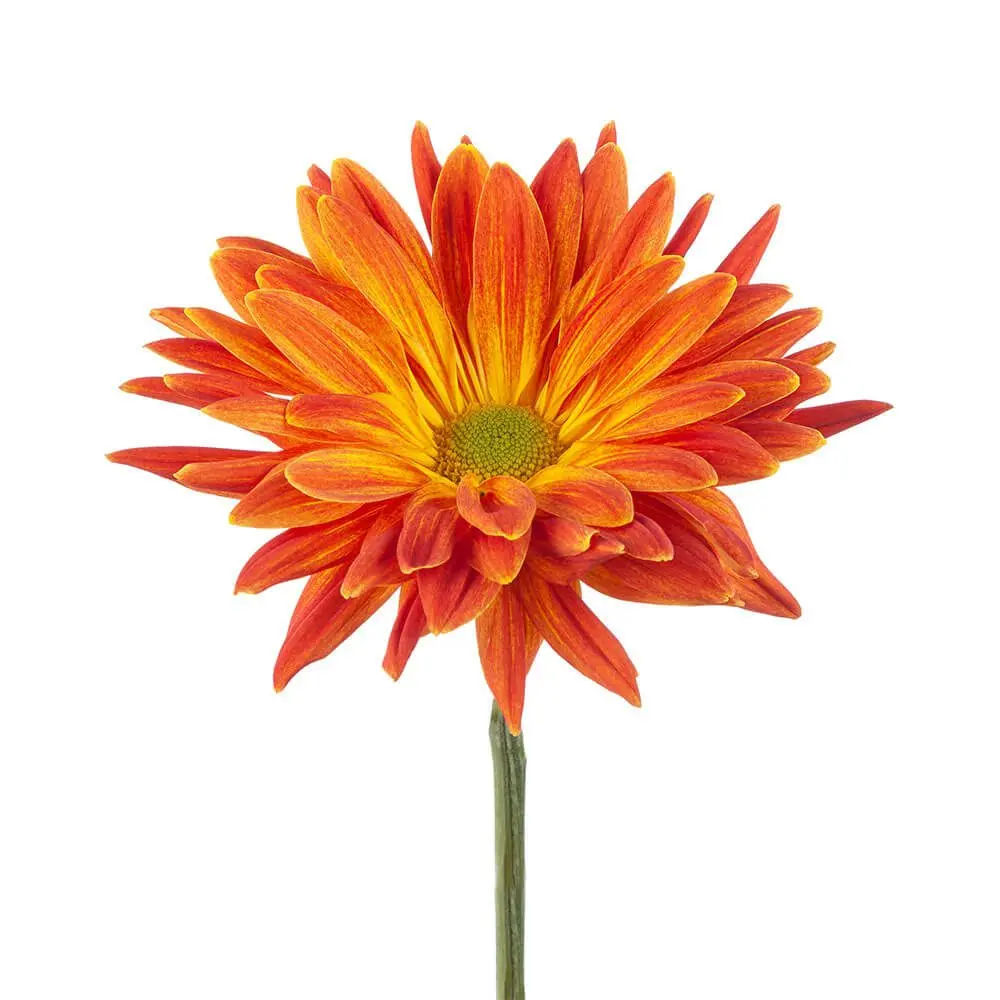 Fantail-1-oqtw9qxu6mh4zld7lk2qjybh0h0th0w9pi9rwqla8g.webp