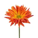 Fantail-1-oqtw9qxu6mh4zld7lk2qjybh0h0th0w9pi9rwqla8g.webp