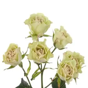 spray-rose-luviana-w-stem-300x300.webp