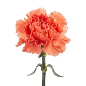 Orange-Megan-w-Stem-1-300x300.webp