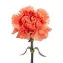 Orange-Megan-w-Stem-1-300x300.webp