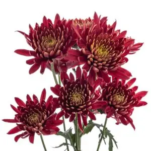 Chrysanthemums-Red-Tornado-300x300.webp