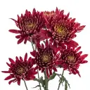 Chrysanthemums-Red-Tornado-300x300.webp