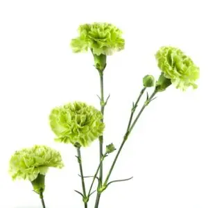 SKADY-green-w-stems-300x300.webp