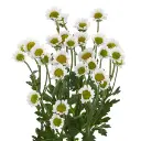IConfetti-Nebula-White-300x300.webp