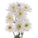 MAISY-white-w-stems-300x300.webp
