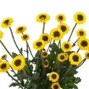 MOLLY-YELLOW-w-stem-300x300.webp