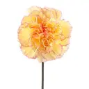 Novelty-Yellow-Komachi-Fiesta-w-Stem-1-300x300.webp