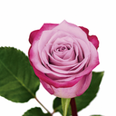 roses-deep-purple.webp