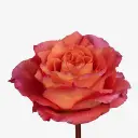 Rose-Free-Spirit-300x300.webp