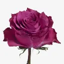 Rose-Ascot-Deep-Purple-rose-500x500.webp