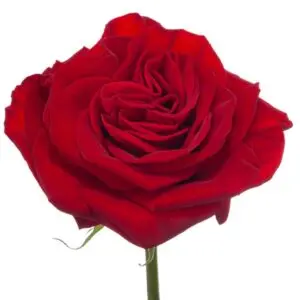 rose-hearts-w-stem-300x300.webp