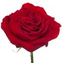 rose-hearts-w-stem-300x300.webp