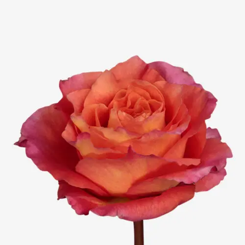 Rose-Free-Spirit-500x500.webp