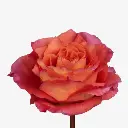 Rose-Free-Spirit-500x500.webp