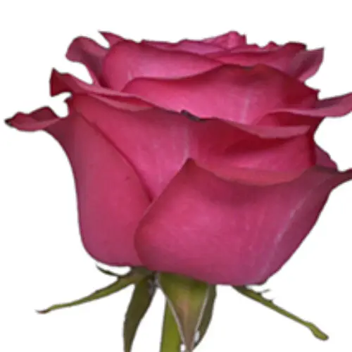pink-lola-500x500.webp
