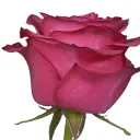 pink-lola-500x500.webp
