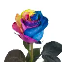 Rose-Tinted-Rainbow1.webp