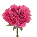 COUNTRY-BLUES_1-.webp