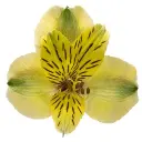 asso 6.webp