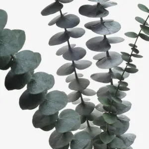 Eucalyptus-baby-Blue-300x300.webp
