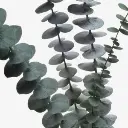 Eucalyptus-baby-Blue-300x300.webp