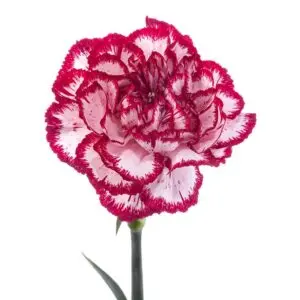 Novelty-Burgundy-Olympia-w-Stem-300x300.webp