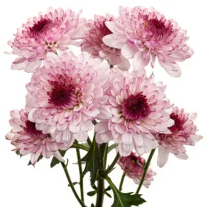 pom-pom-lavender-shortcake-w-stem-300x300.webp