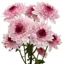pom-pom-lavender-shortcake-w-stem-300x300.webp