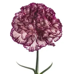 Novelty-Purple-Alicia-w-Stem-1-300x300.webp