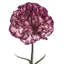 Novelty-Purple-Alicia-w-Stem-1-300x300.webp